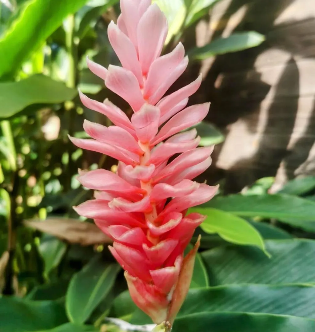 Samana Ecolodge El Limon Dominican Republic